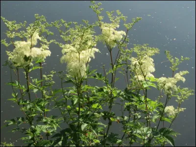 Quel est le nom scientifique de la plante la reine-des-prés ?