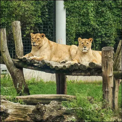 Quel est ton animal préféré ?