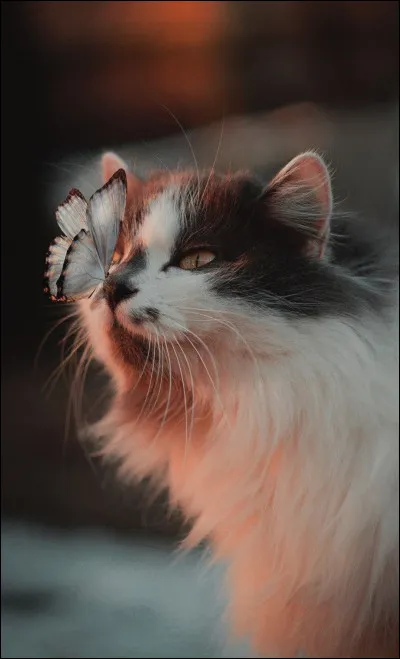 Tu aimerais que le début de ton prénom soit :