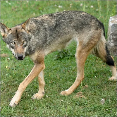 Comment s'appelle le louveteau qui harcèle Croc Blanc ?