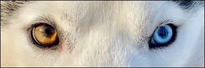 Que va devenir la nouvelle activité de Croc Blanc avec Beauty Smith ?