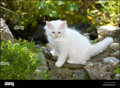 Nous allons maintenant suivre la vie d'un chaton tout au long de sa vie dans le Clan du Tonnerre.Elle s'appelle Petite Lune.
Quel est le statut de sa mère ?