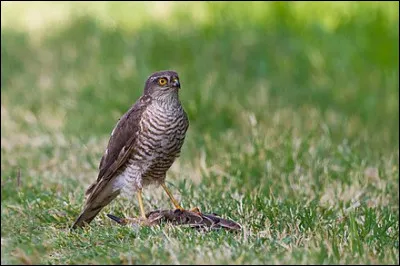 L'épervier est un oiseau :