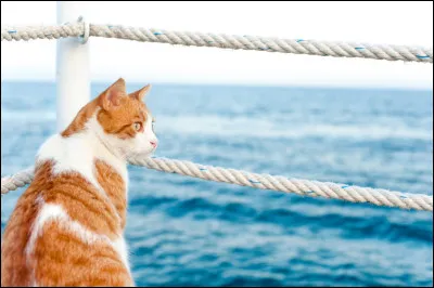 Quelle robe de chat serait d'un bon présage à bord dun bateau ?