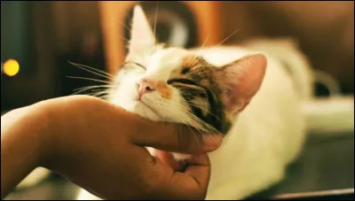Que présage un chat venant se faire caresser ?