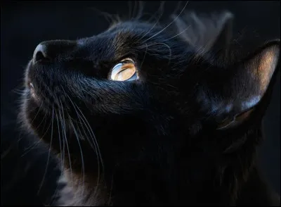 À quoi étaient assimilés les chats noirs au Moyen Âge ?