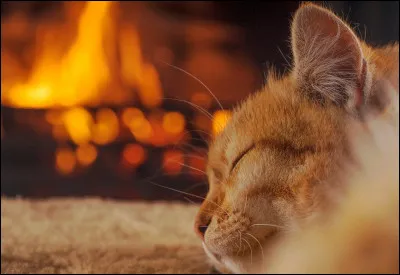 Que pensaient les marins si les chats se tournaient vers un feu ?