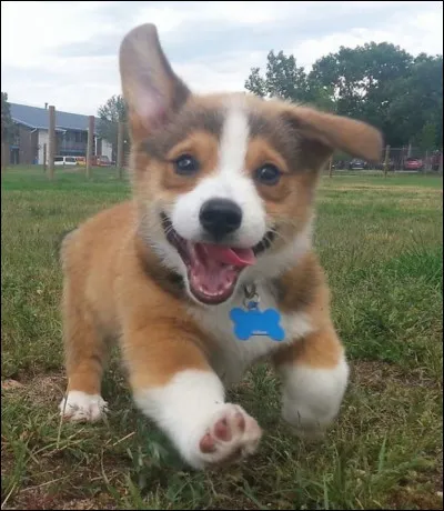 Vos parents vous offrent un chiot, quelle est votre réaction ?