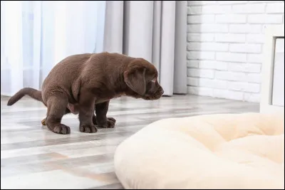 Votre chiot a fait pipi partout chez vous, que faites-vous ?
