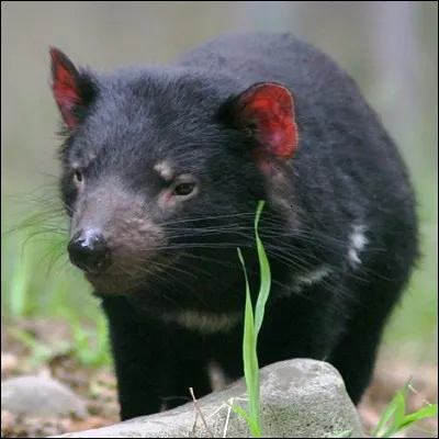 Comment sappelle ce petit marsupial carnivore ?