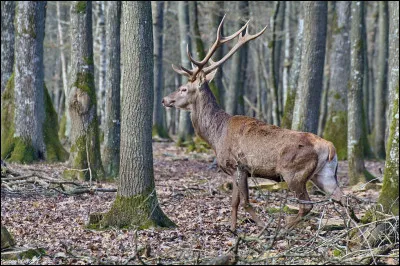 Quel cervidé rait ?
