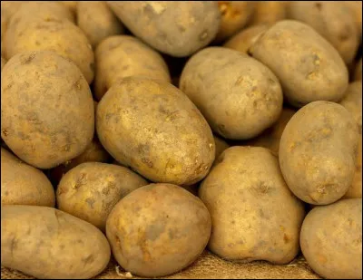 Quelle est cette variété de pomme de terre, la référence pour confectionner des frites ?
