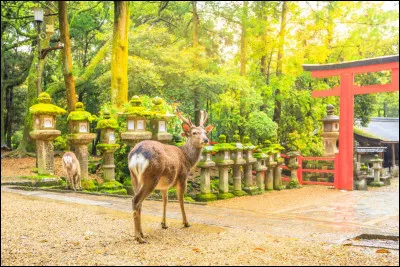 Dans quelle ville du Japon peut-on voir des cerfs en liberté ?