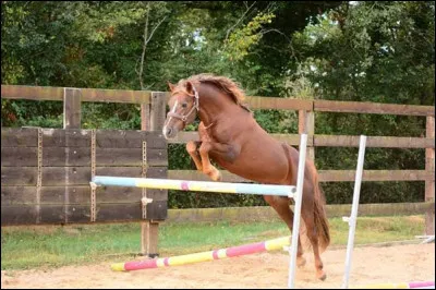À quelle âge le poulain devient-il adulte ?