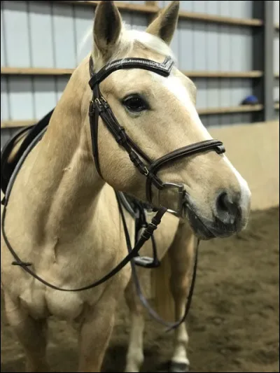 Qu'est-ce qu'une fourbure ?