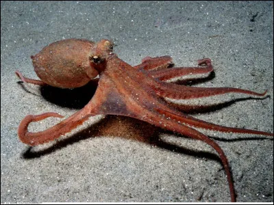 Quel nom donne-t-on aux bras munis de ventouses de la pieuvre ?