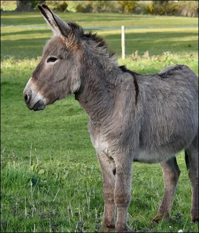 Laquelle de ces onomatopées évoque le cri de l'âne ?