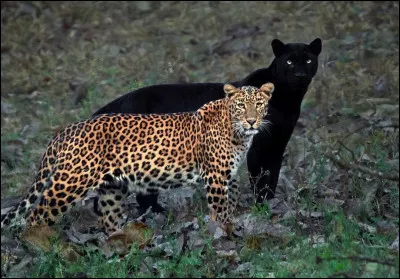 Enfin, quelle est la particularité de la panthère noire ?