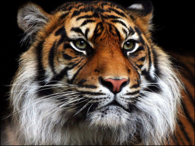 Quelle pourrait être la chose la plus étonnantes chez le tigre ?