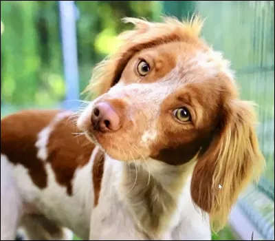 Le chien accompagne lhomme depuis combien dannées ?