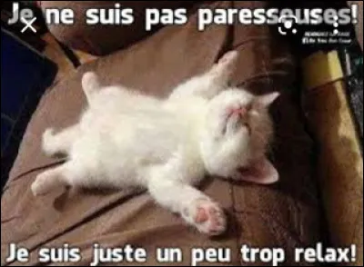 Quel est lanimal le plus paresseux du monde ?