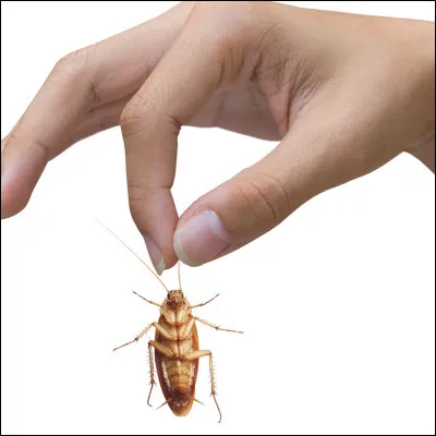 Depuis quand les cafards existent-ils ?