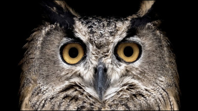 Pourquoi le hibou est-il heureux ?