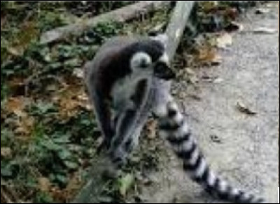 Quel animal mange avec sa queue ?