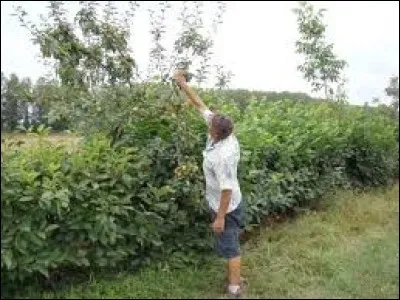 Dans quel arbre cueille-t-on les fraises ?