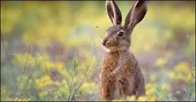 Quelle est la femelle du lièvre ?