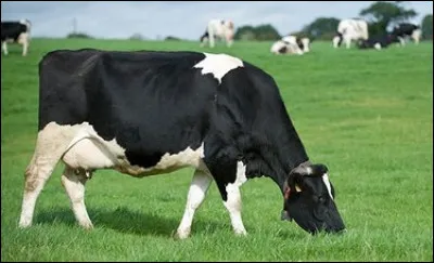 Quelle est donc cette race de vaches très productrices de lait ?