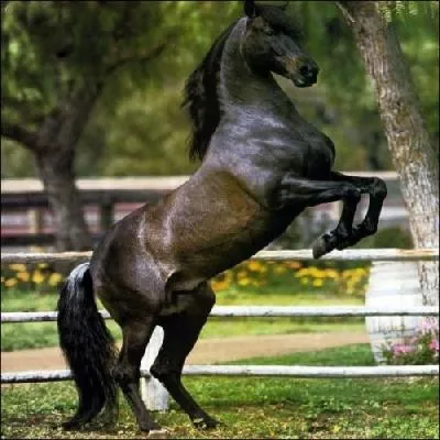 Que fait ce cheval ?