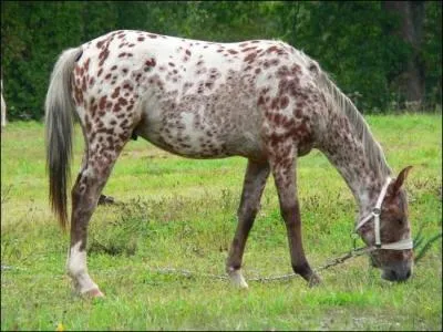 De quelle couleur est sa robe ?