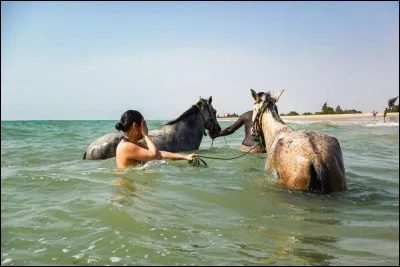 Le Fleuve est une race de chevaux de selle légers. D'où est-il originaire ?