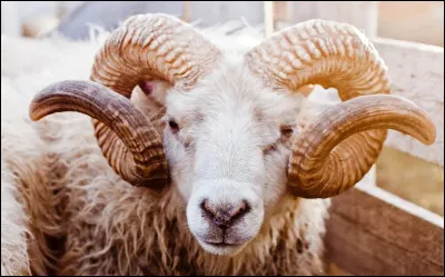 Quelle protéine constitue les cornes du bélier ?