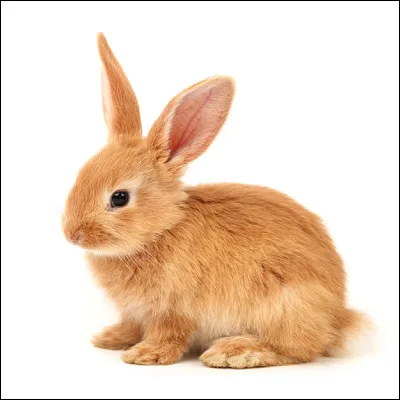Quelle est la caractéristique du lapin bélier ? (Image non contractuelle)