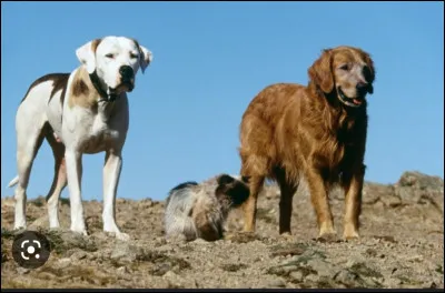 Si je vous parle de Sassy...