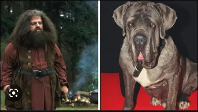 Si je vous parle de Crockdur...