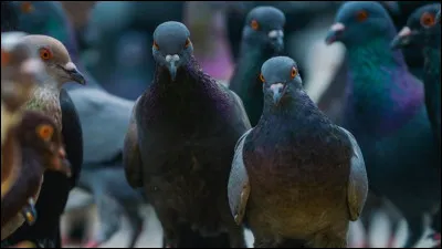 Puis donner à manger à des pigeons idiots et leur filer des coups de pied, mais comment ?