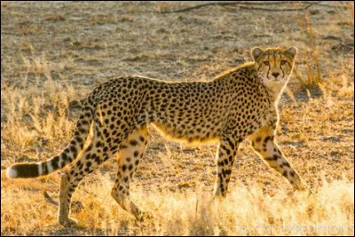 Quel est cet animal sauvage ?