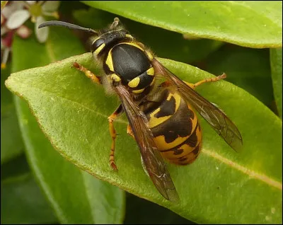 Quel est cet animal ?