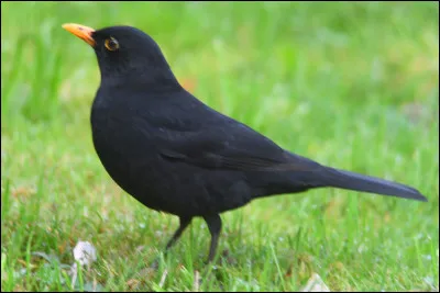 Quel est cet oiseau ?