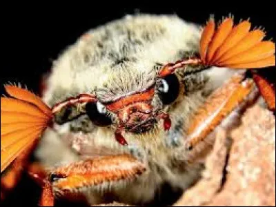 Les insectes passent par plusieurs étapes avant de devenir adultes. Comment appelle-t-on ce phénomène ?