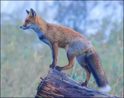 Quel est le nom scientifique du renard ?