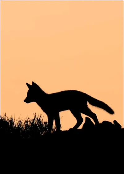 Quel est principalement le mode de vie des renards ?