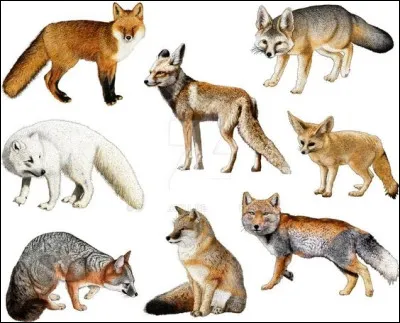 Combien y a-t-il d'espèces de renards ?