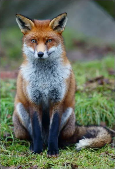 Le renard roux est la race la plus répandue.
