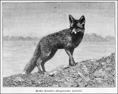 Quelle est l'ancienne appellation du renard ?