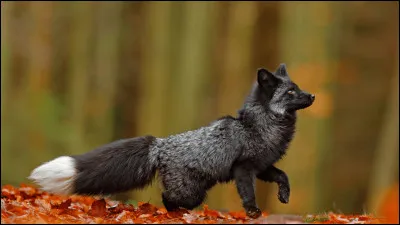Le renard argenté/sibérien est une uniquement sauvage.