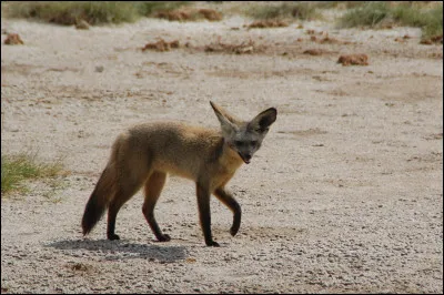 Quel est l'autre nom de l'otocyon ?